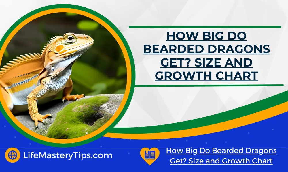 How Big Do Bearded Dragons Get_ Size and Growth Chart