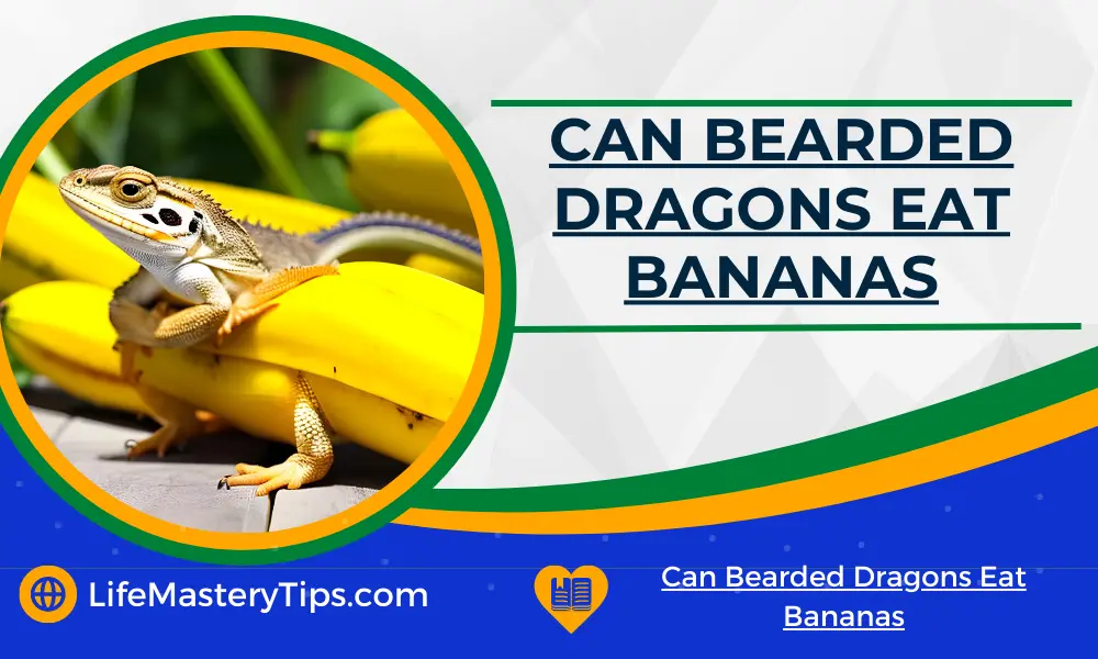 Can Bearded Dragons Eat Bananas