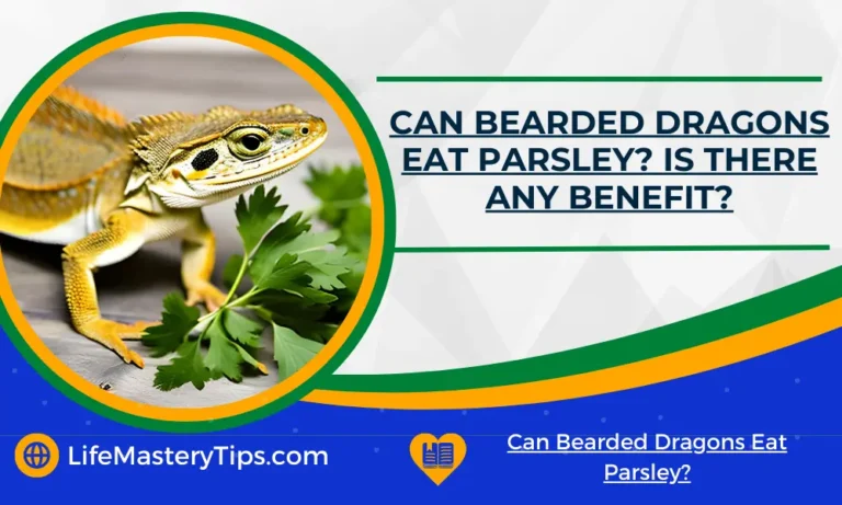 Can Bearded Dragons Eat Parsley Is There Any Benefit