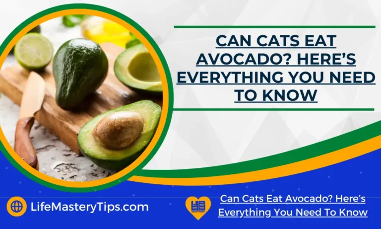 Can Cats Eat Avocado_ Here’s Everything You Need To Know