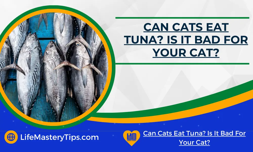 Can Cats Eat Tuna_ Is It Bad For Your Cat