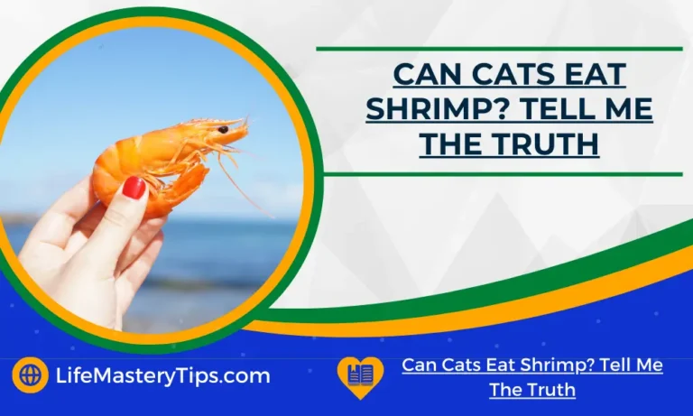 Can Cats Eat Shrimp_ Tell Me The Truth