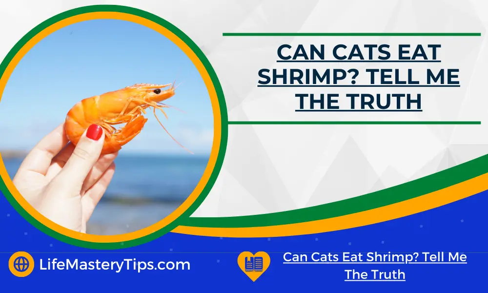 Can Cats Eat Shrimp_ Tell Me The Truth