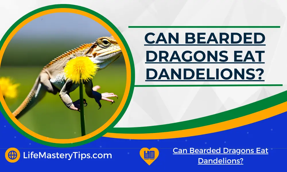 Can Bearded Dragons Eat Dandelions