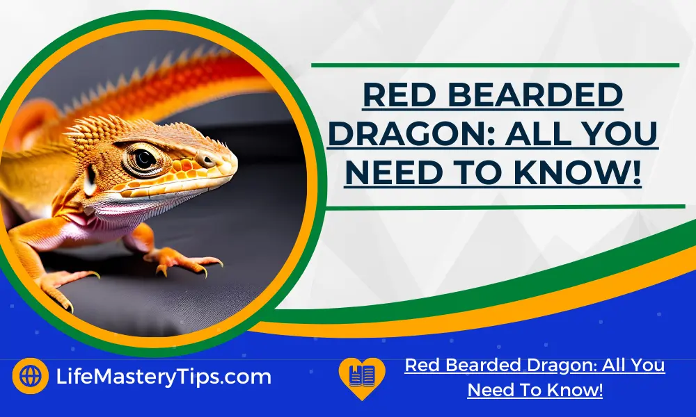 Red Bearded Dragon All You Need To Know!