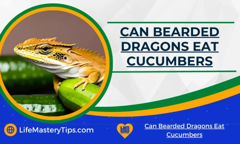 Can Bearded Dragons Eat Cucumbers
