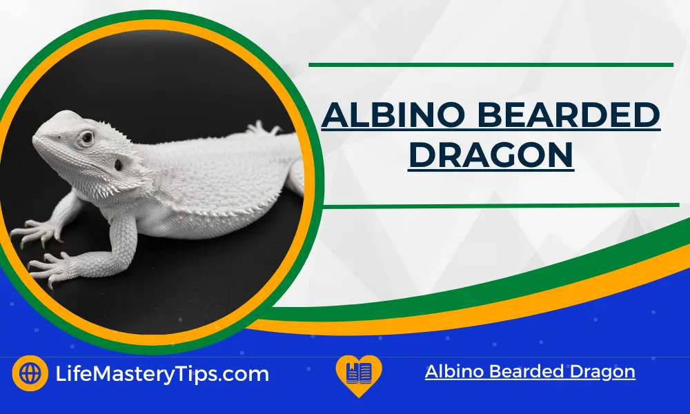 Albino Bearded Dragon