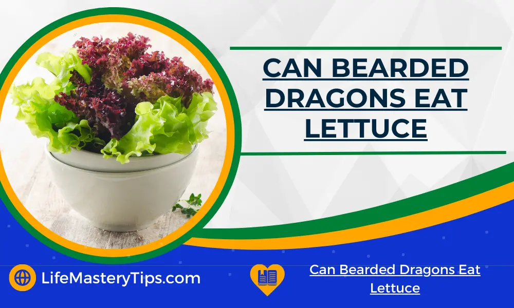 Can Bearded Dragons Eat Lettuce