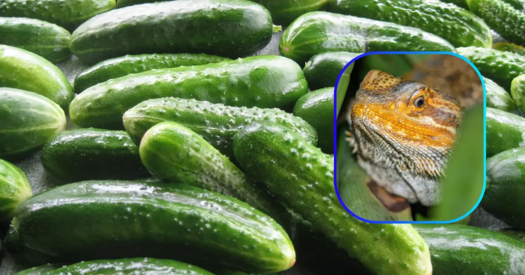 Can Bearded Dragons Eat Cucumbers?