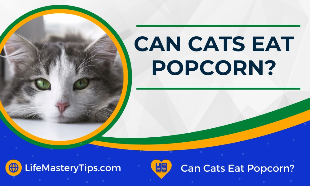 Can Cats Eat Popcorn