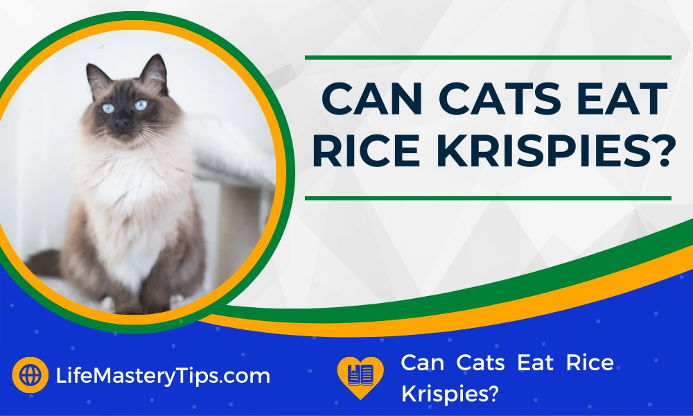 Can Cats Eat Rice Krispies