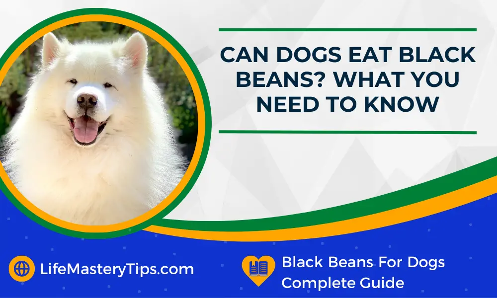 Can Dogs Eat Black Beans What You Need To Know