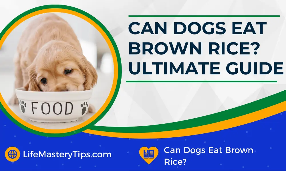 Can Dogs Eat Brown Rice Ultimate Guide