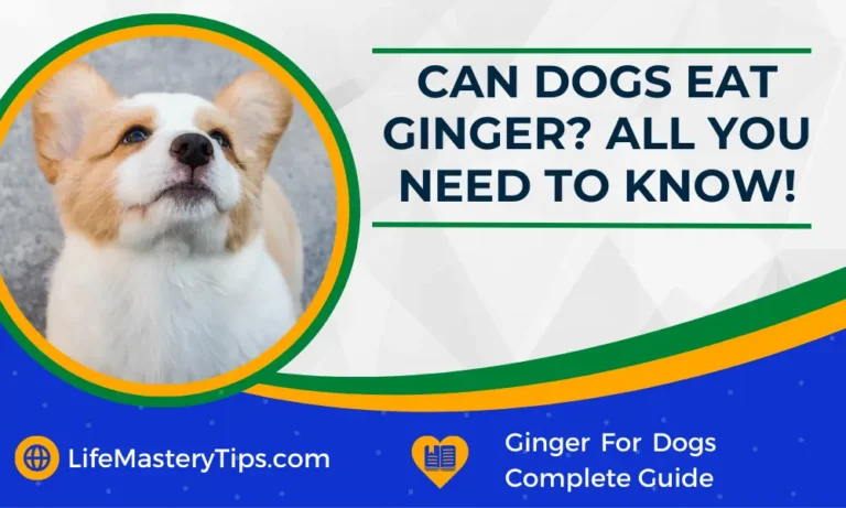 Can Dogs Eat Ginger All You Need To Know!