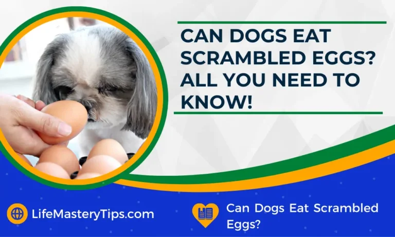 Can Dogs Eat Scrambled Eggs All You Need To Know!