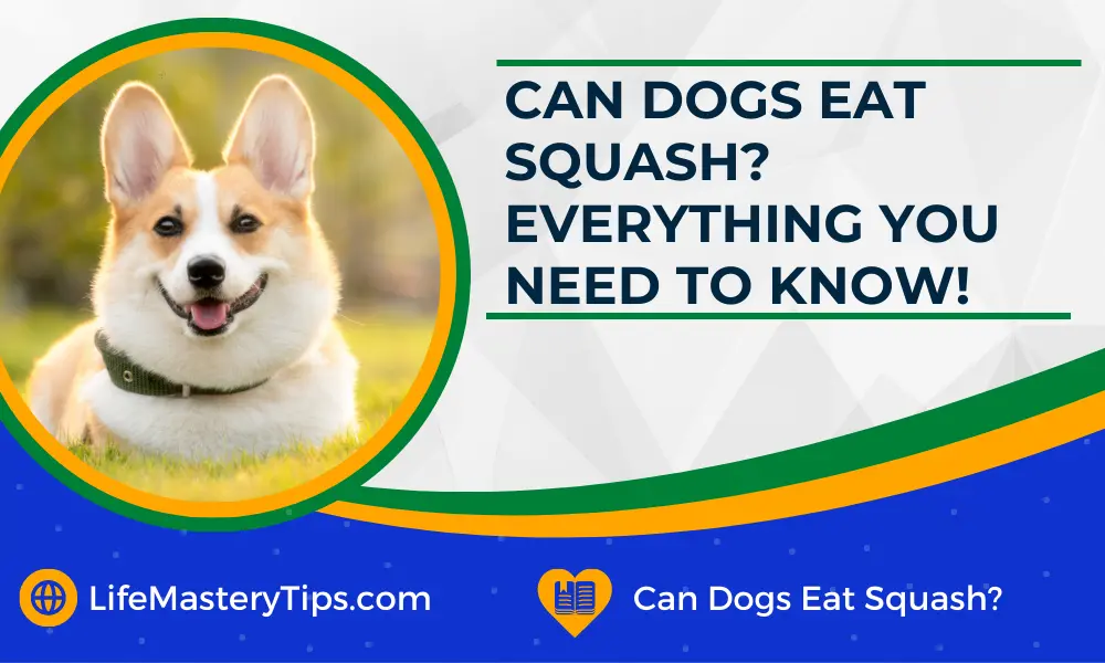 Can Dogs Eat Squash Everything You Need To Know!