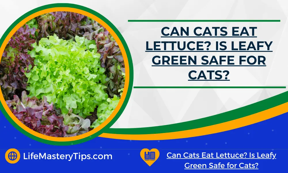 Can Cats Eat Lettuce_ Is Leafy Green Safe for Cats