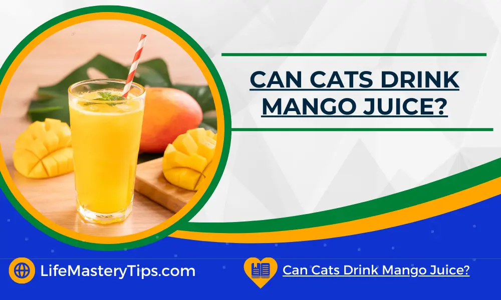 Can Cats Drink Mango Juice