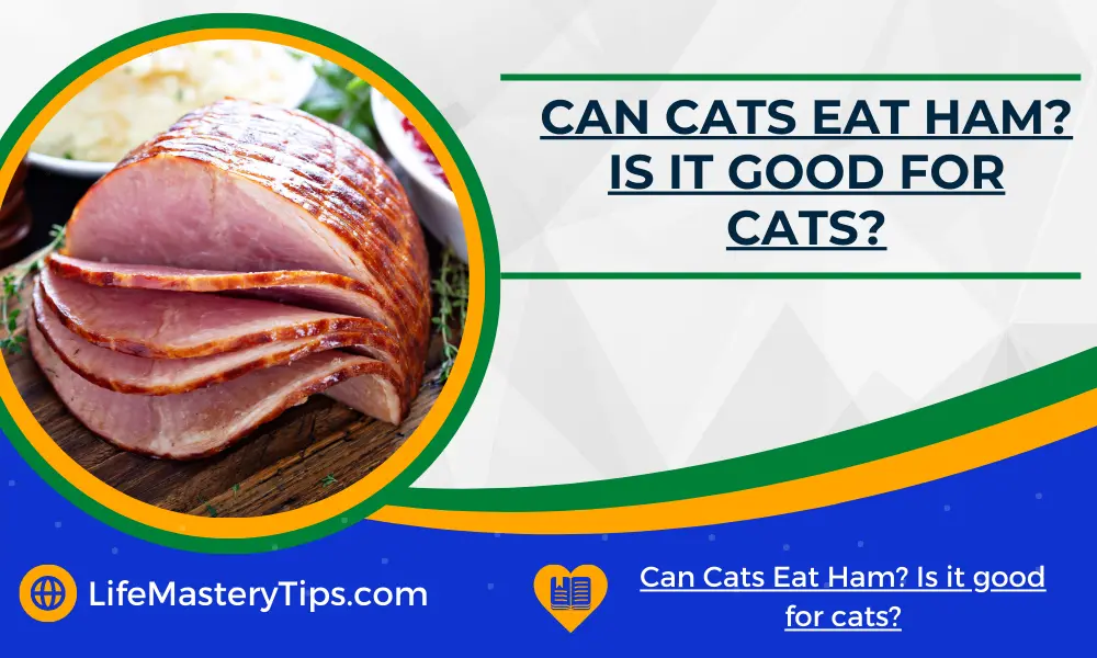 Can Cats Eat Ham_ Is it good for cats