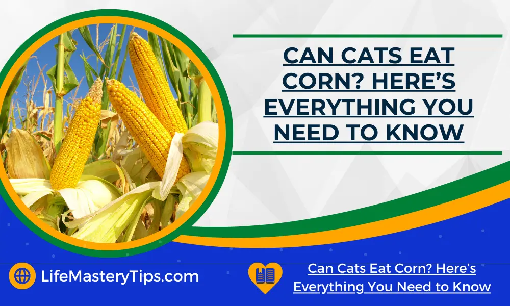 Can Cats Eat Corn_ Here’s Everything You Need to Know