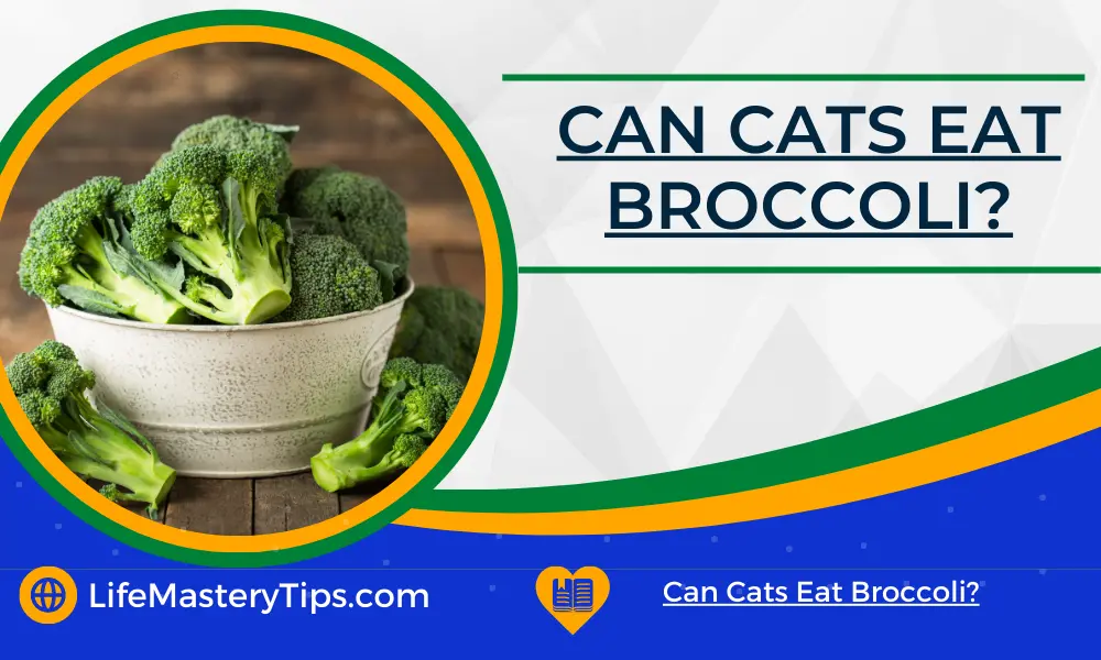 Can Cats Eat Broccoli