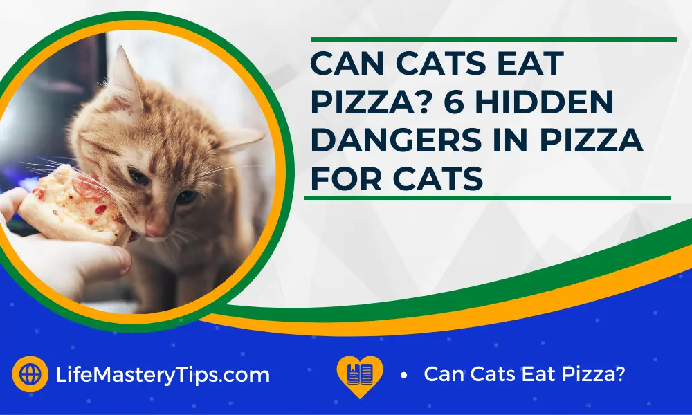 Can Cats Eat Pizza 6 Hidden Dangers in Pizza for Cats