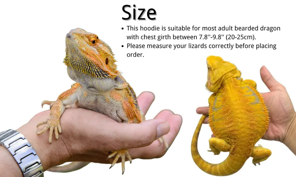 Bearded Dragons Clothes