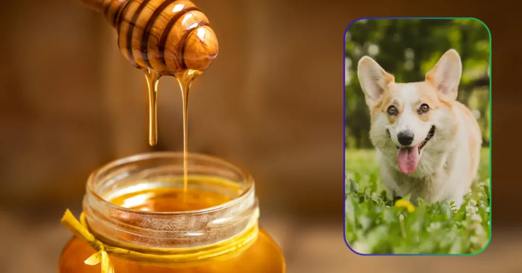 Can Dogs Eat Honey