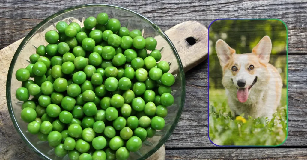 Can Dogs Eat Peas
