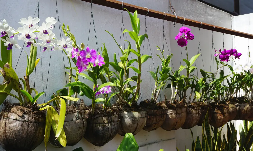 orchid planter