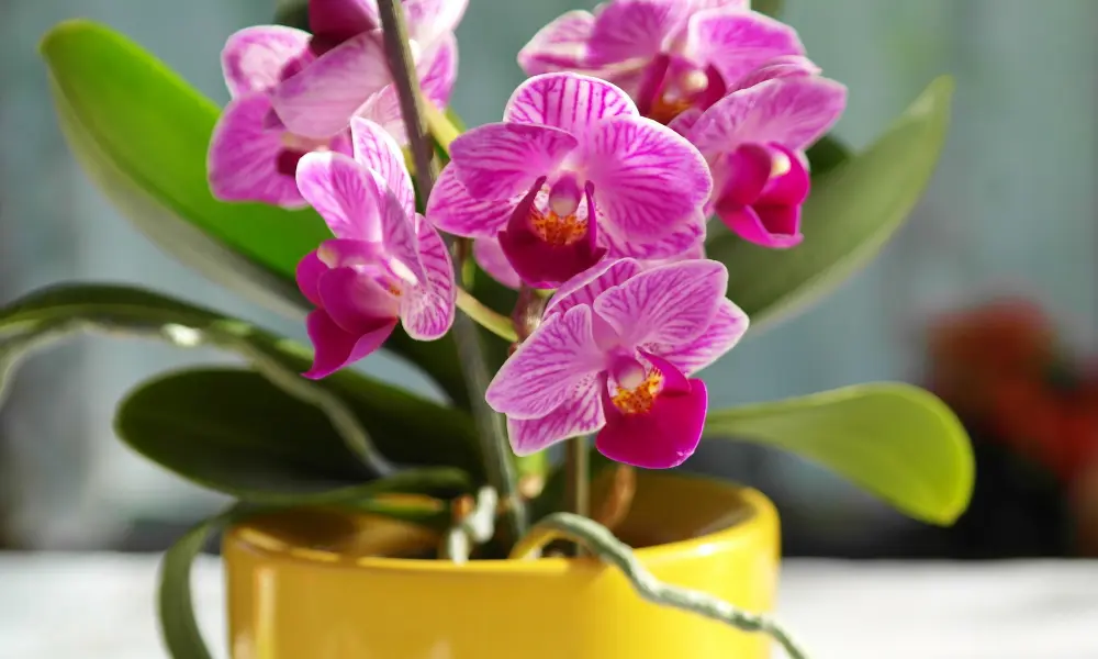 Mounting Orchids