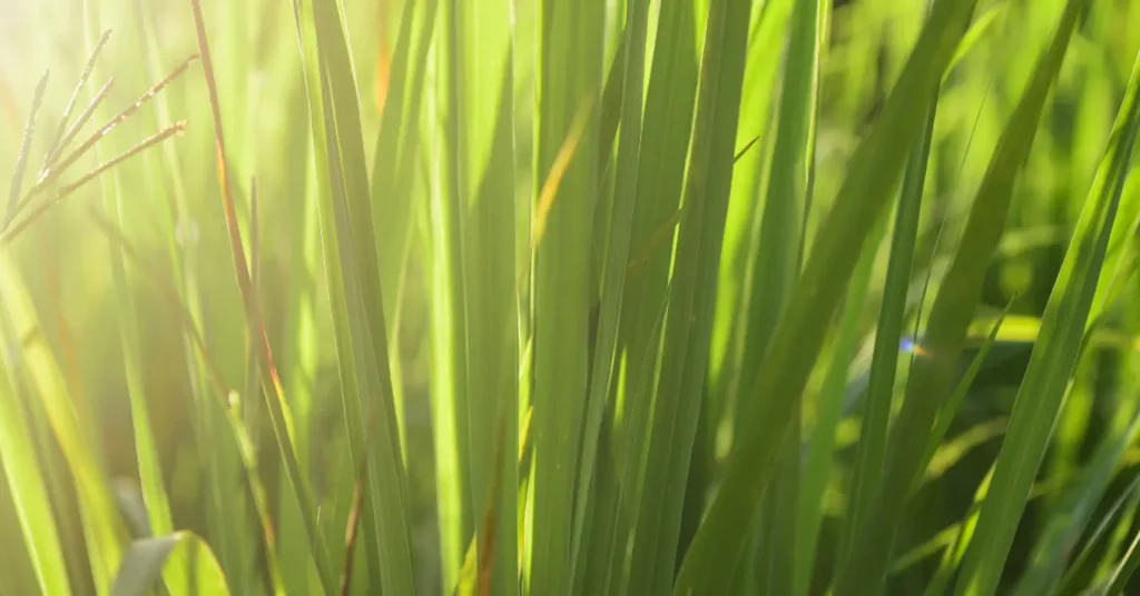 Lemongrass Plant Benefits and Caring Tips