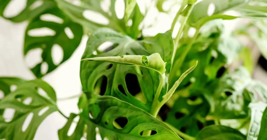 Swiss Cheese Plant How to Grow and Care for Monstera